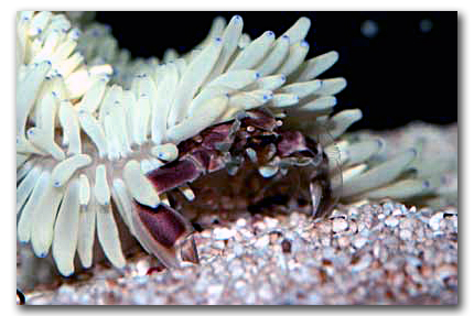  Neopetrolisthes maculatus